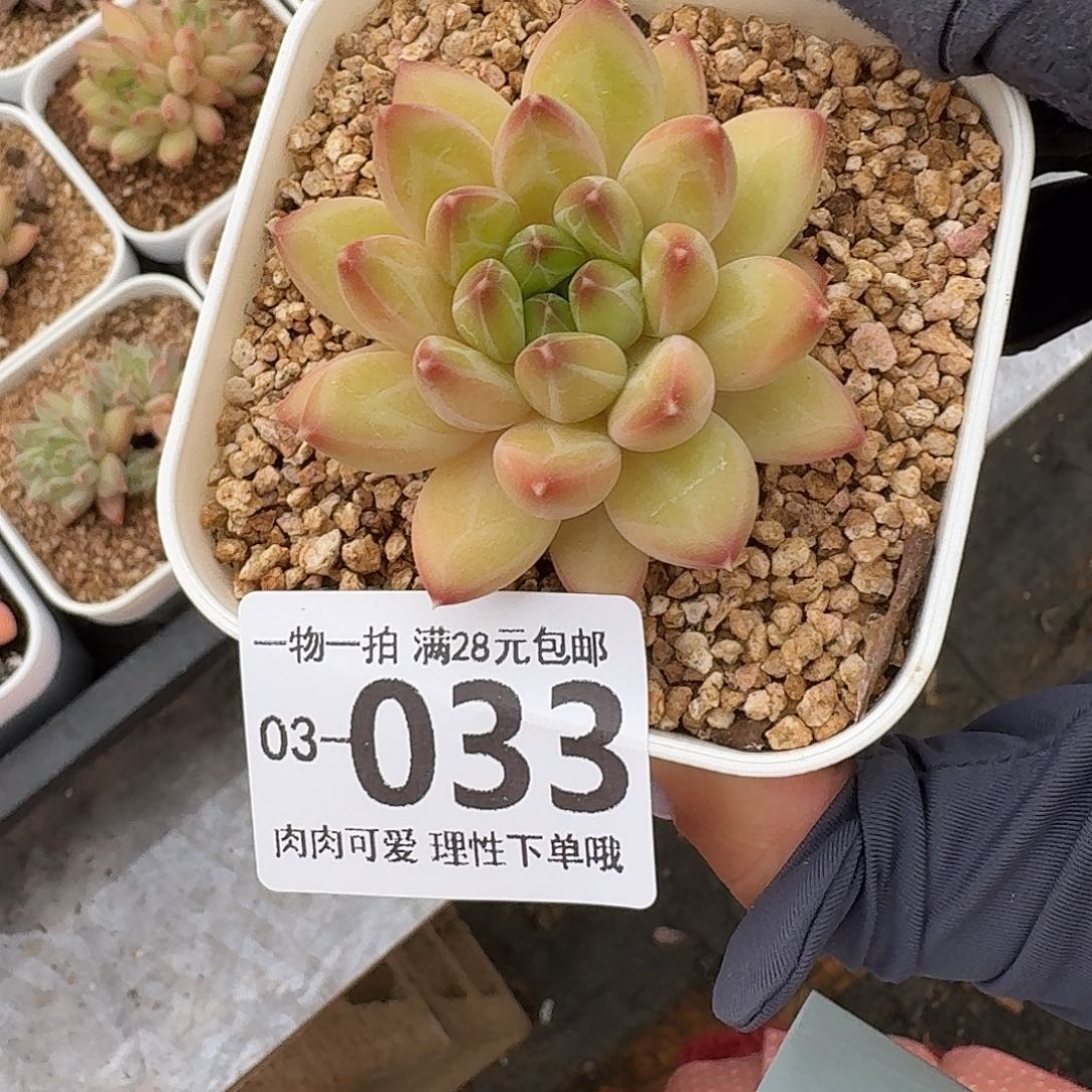 胖体青花瓷无盆土
