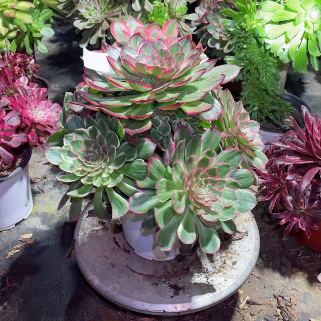 多肉植物莲花座742