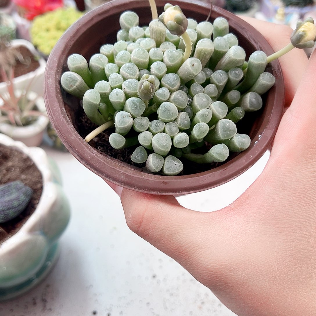 大盆五十领域多肉植物