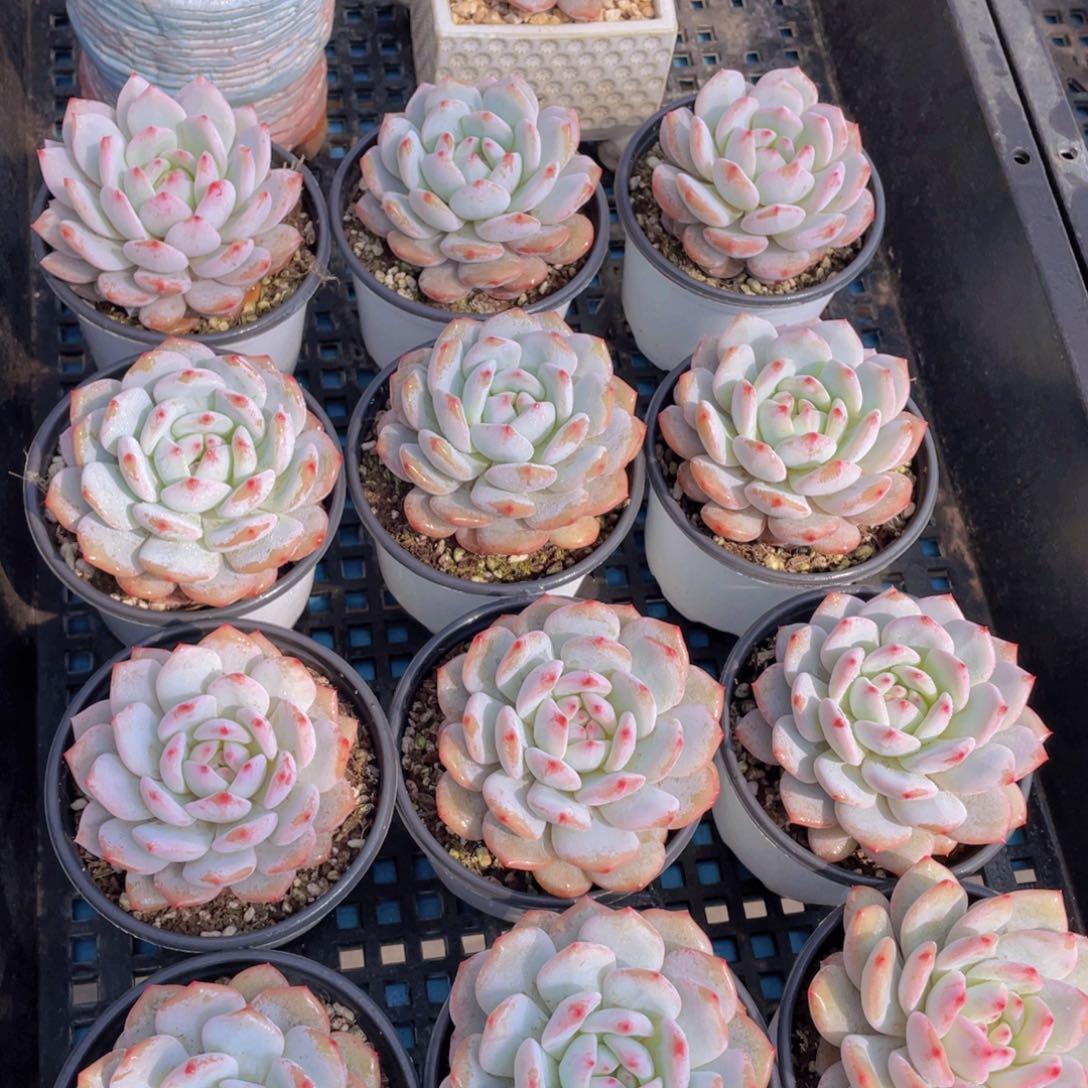 量拍34号 星星橙大单头一个