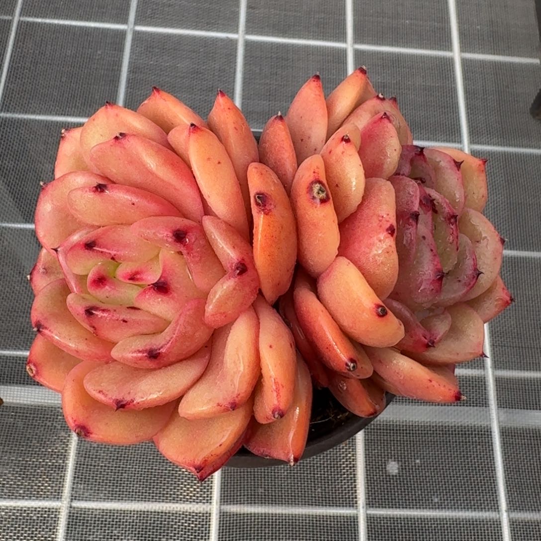 从前慢花园精选韩版水晶珍妮