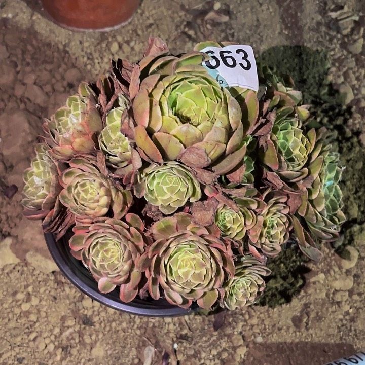孔雀翎多肉植物不售后量拍一颗