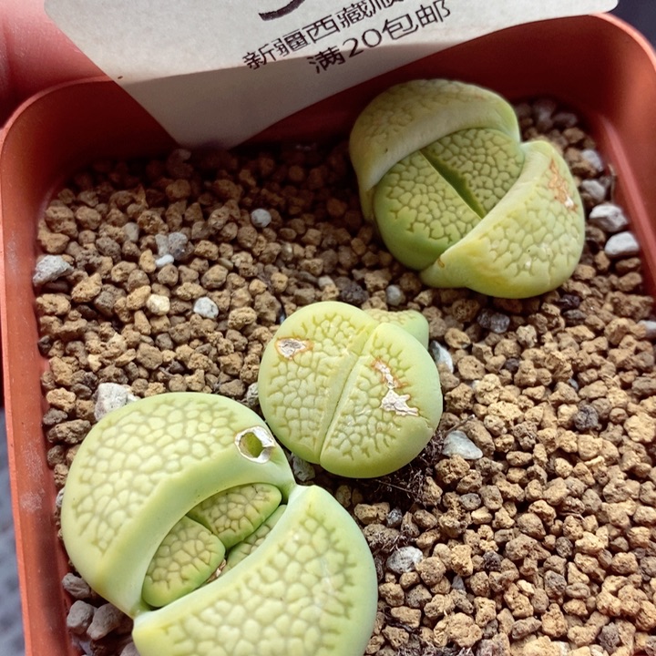 我是一只小小鸟地域鬼328