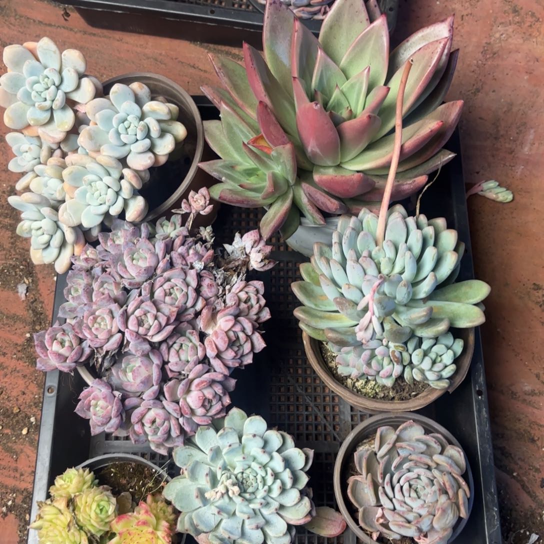 多肉植物宽拍298号