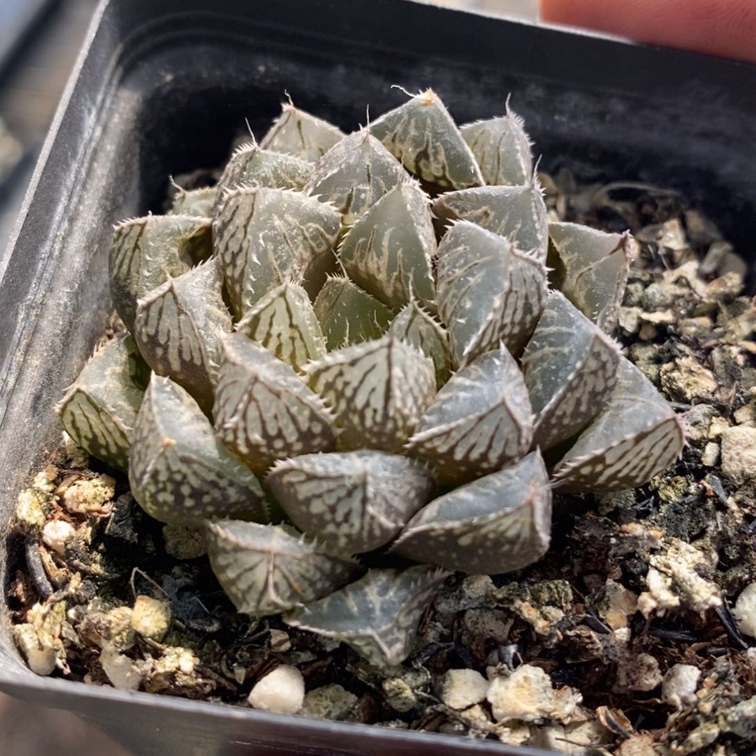 楼兰一颗 整点福利