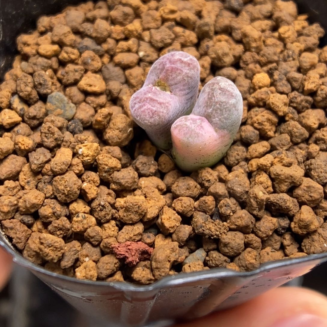 多肉植物肉锥杂交K-172 风铃杂 锦 小卡了米
