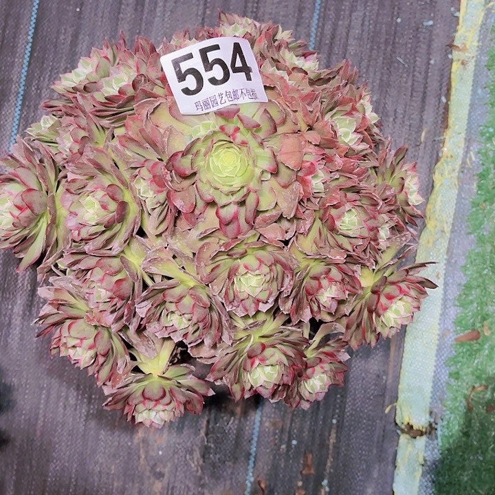 【闪购商品】招*喵554莲花2-8