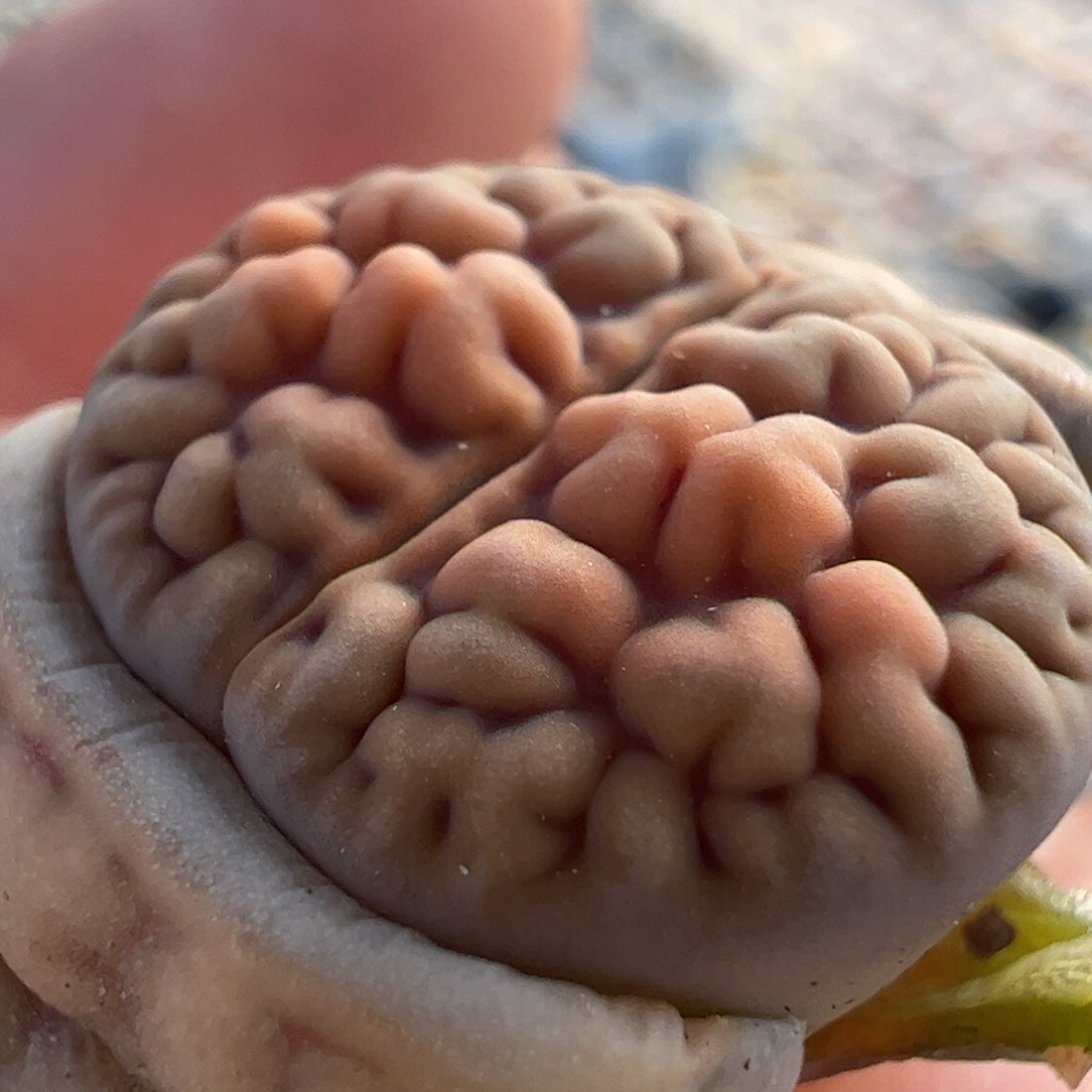 脑纹多肉植物百科365