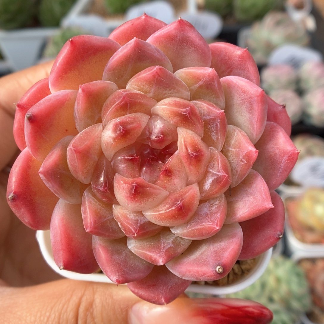 粉魄可拍949号。     