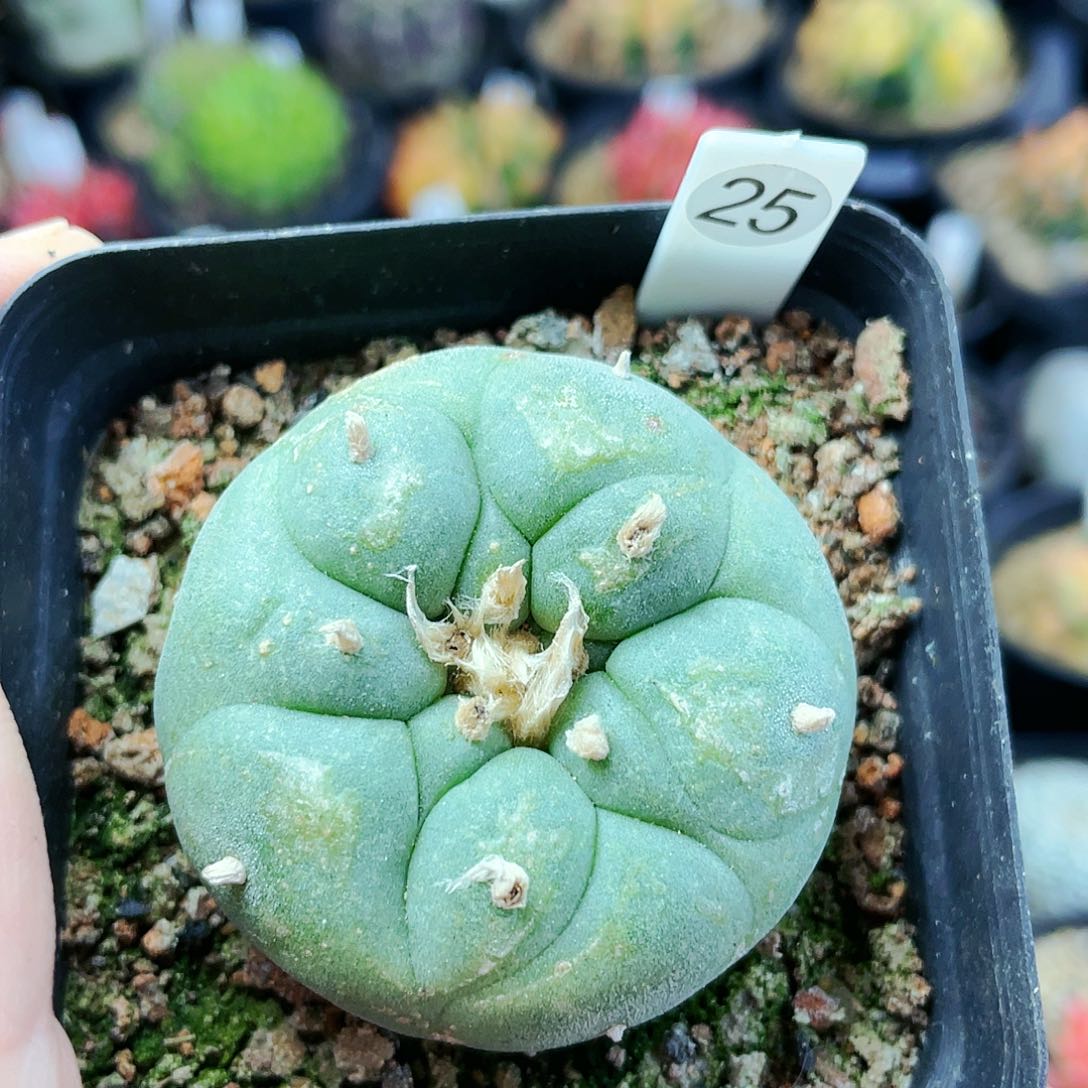 非偏远地区满25发货仙人球