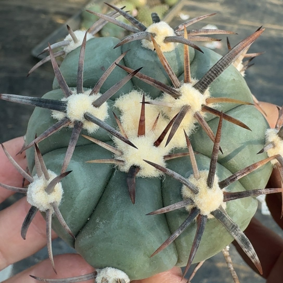 【闪购商品】苗接割刺花王丸