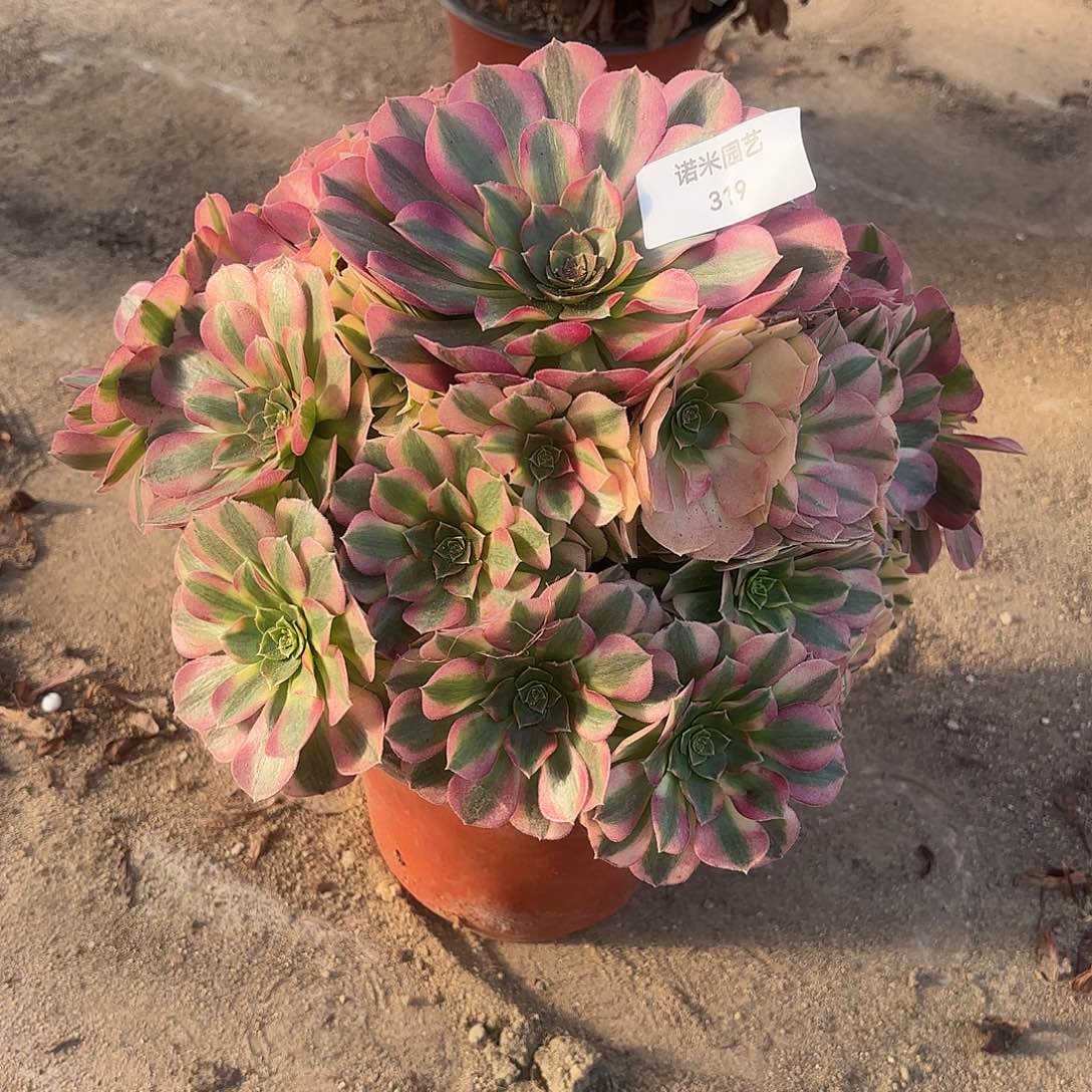 雨荷多肉植物手捧319