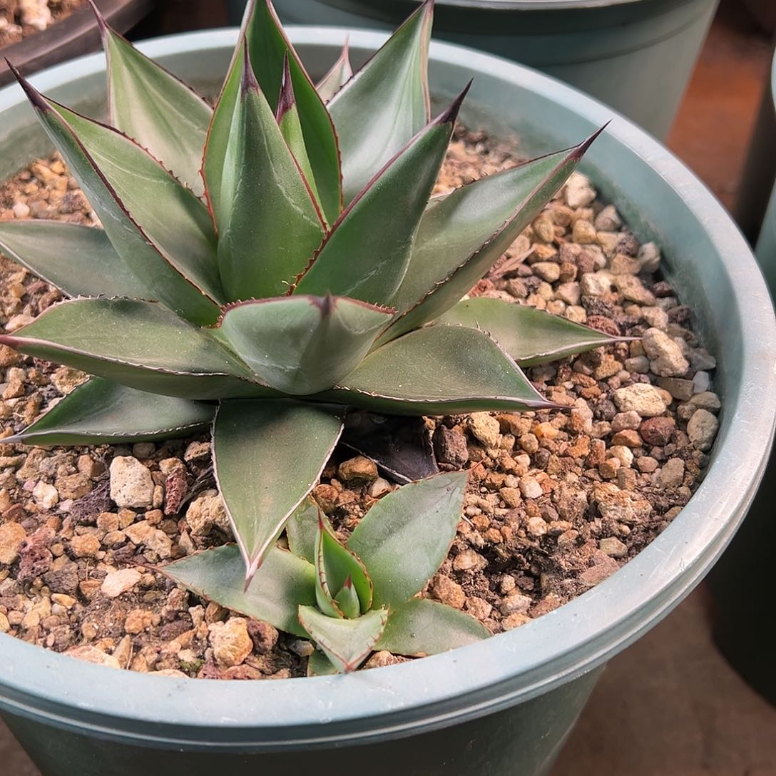 无花朵多肉植物厚叶亚利桑那