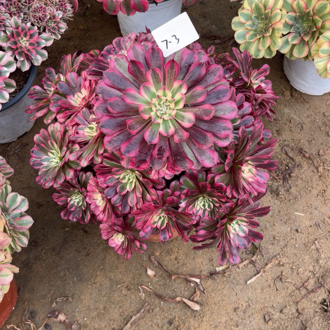 12-7-3红铜葫锦法师锦