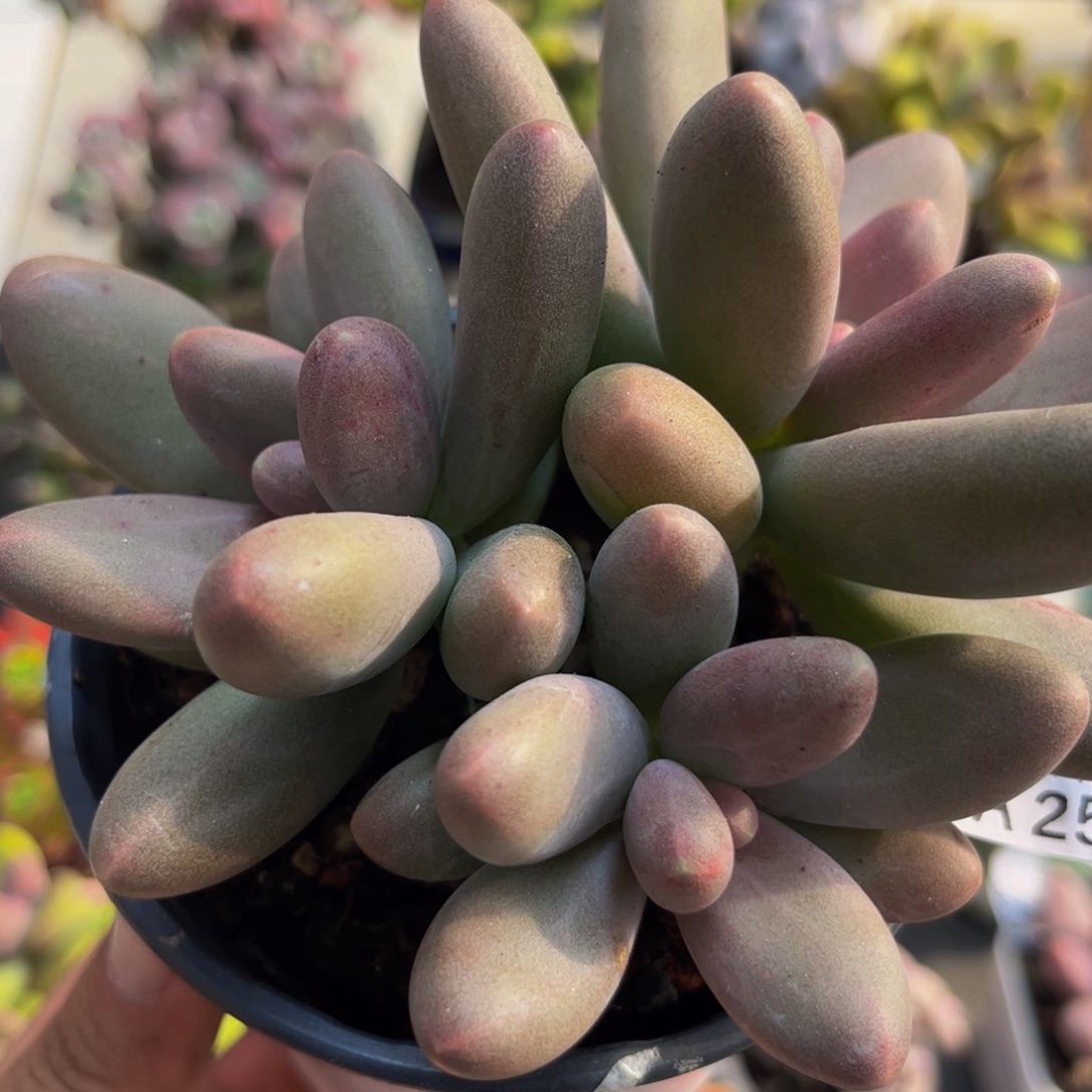 250/9cm糖果美人多肉