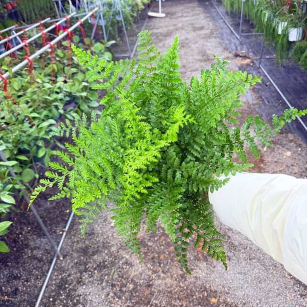 吉姆蕨蕨类室内净化空气耐阴好养四季常青观叶绿植盆栽