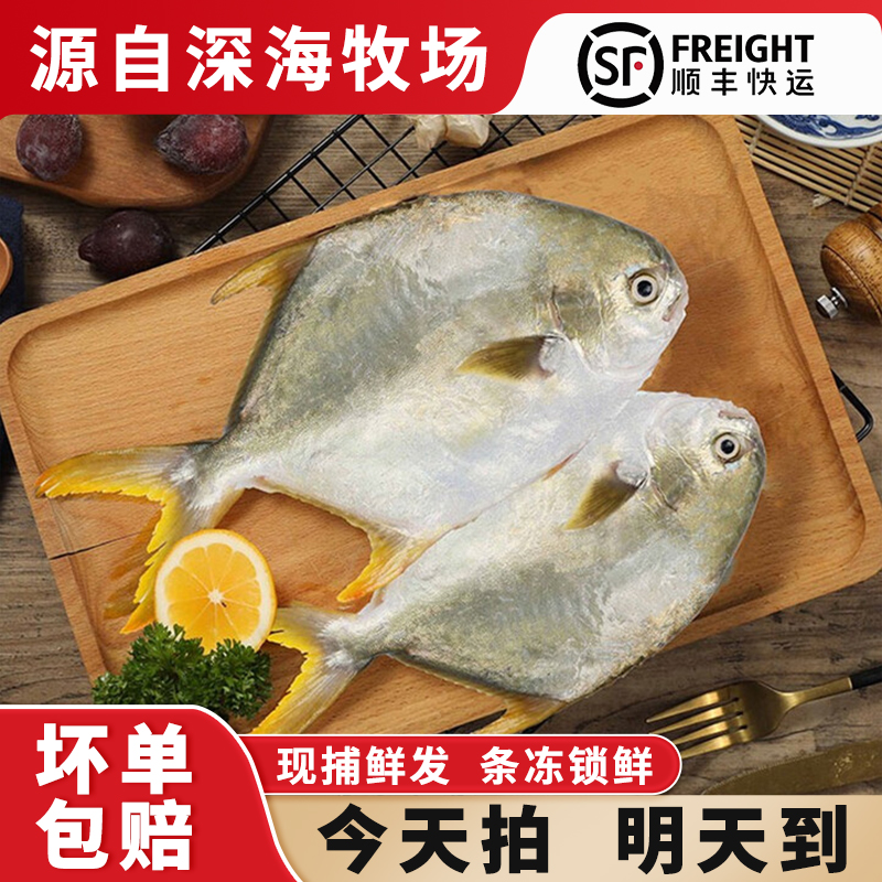 次日达深海金鲳鱼原条锁鲜新鲜源头顺丰包邮