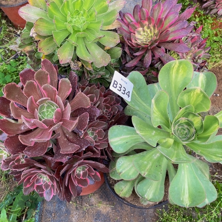 334福利组合多肉植物