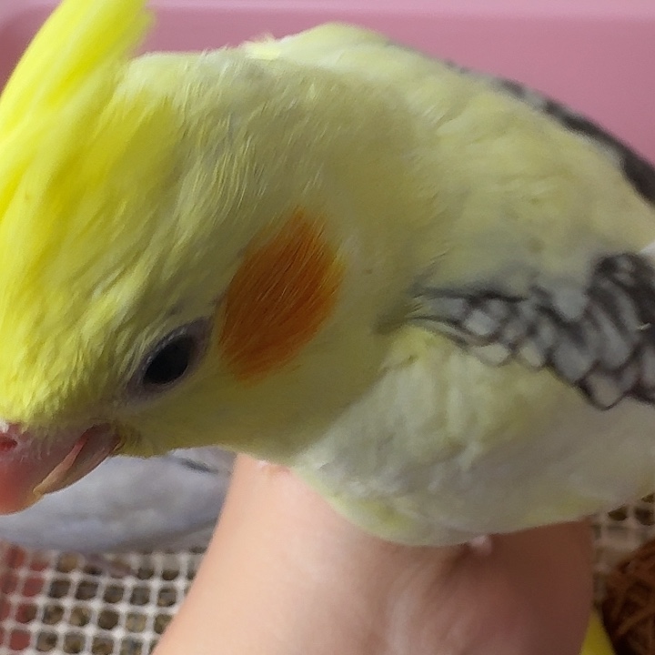 君***哥玄凤鹦鹉/鸡尾鹦鹉