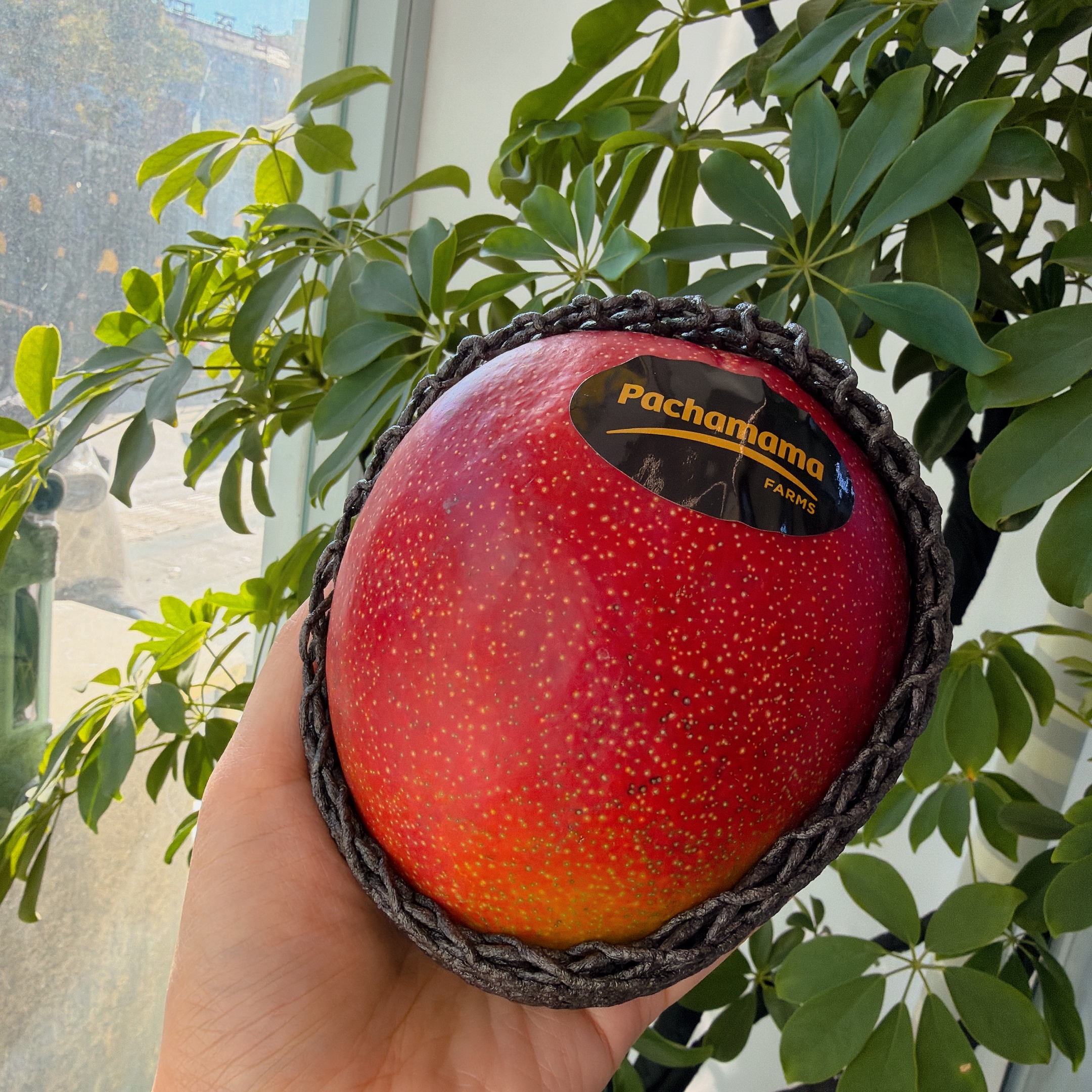 『秘鲁的空运太阳芒』肉厚香甜超级丝滑的秘鲁太阳芒（除了贵没毛病）