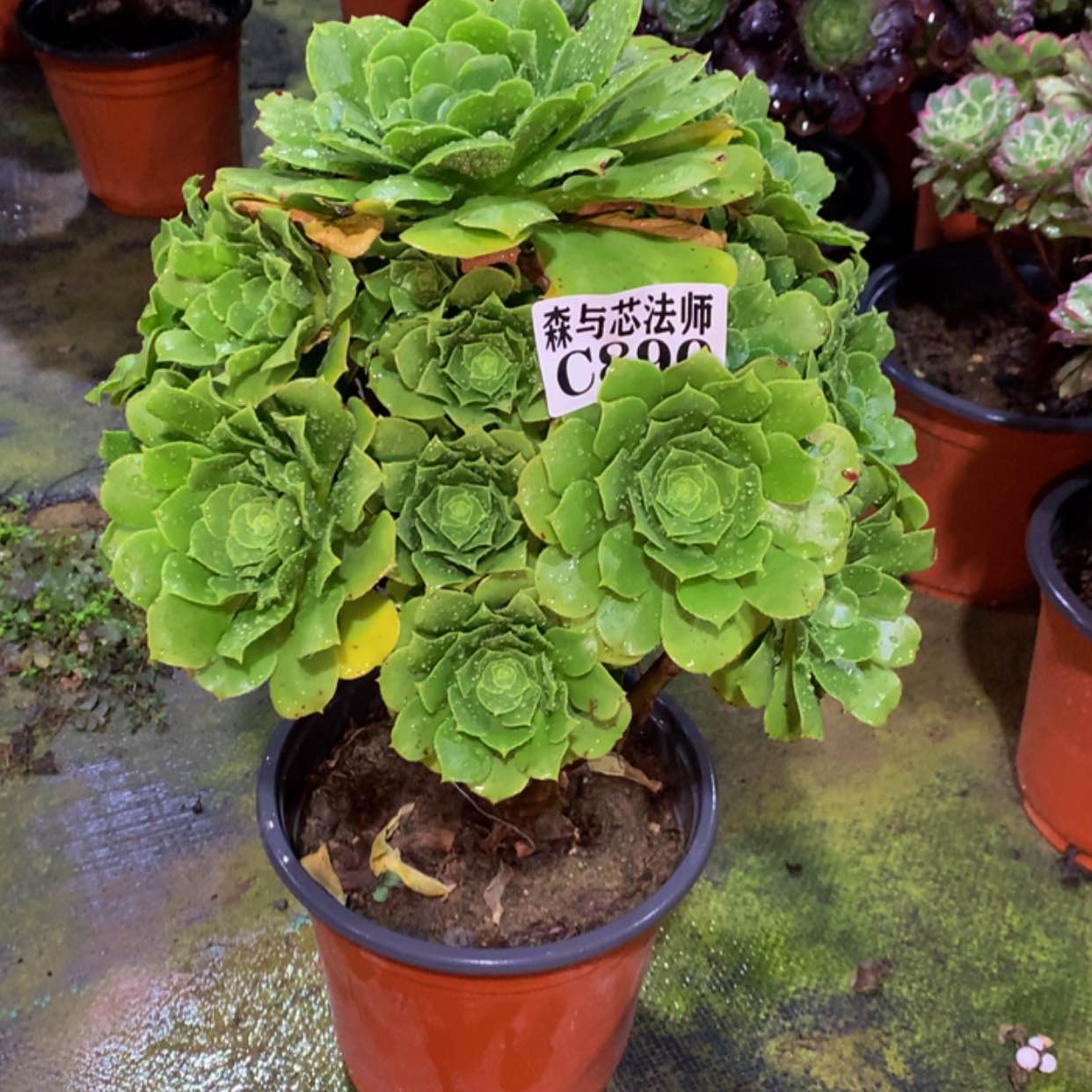 【闪购商品】890绿羊绒