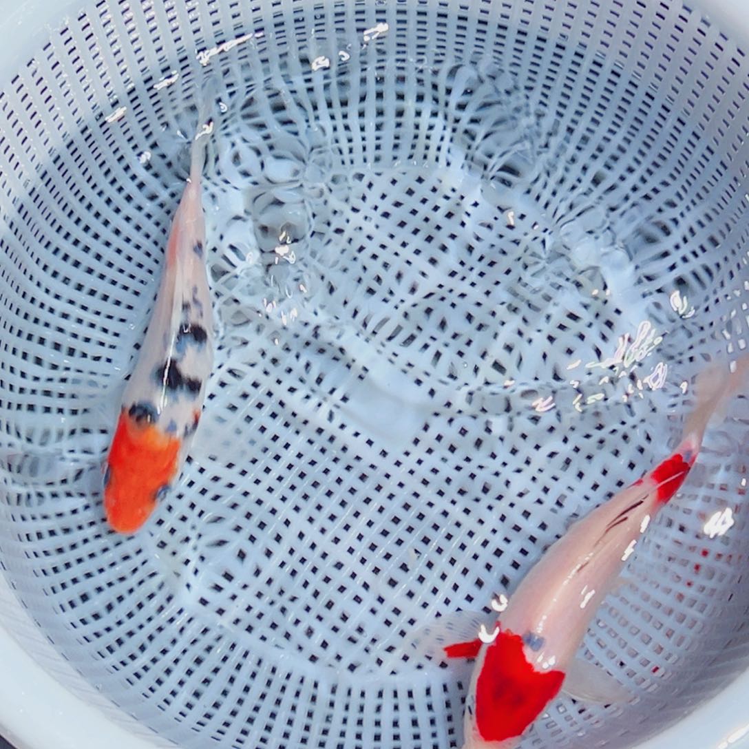 锦鲤锦鲤观赏鱼1111