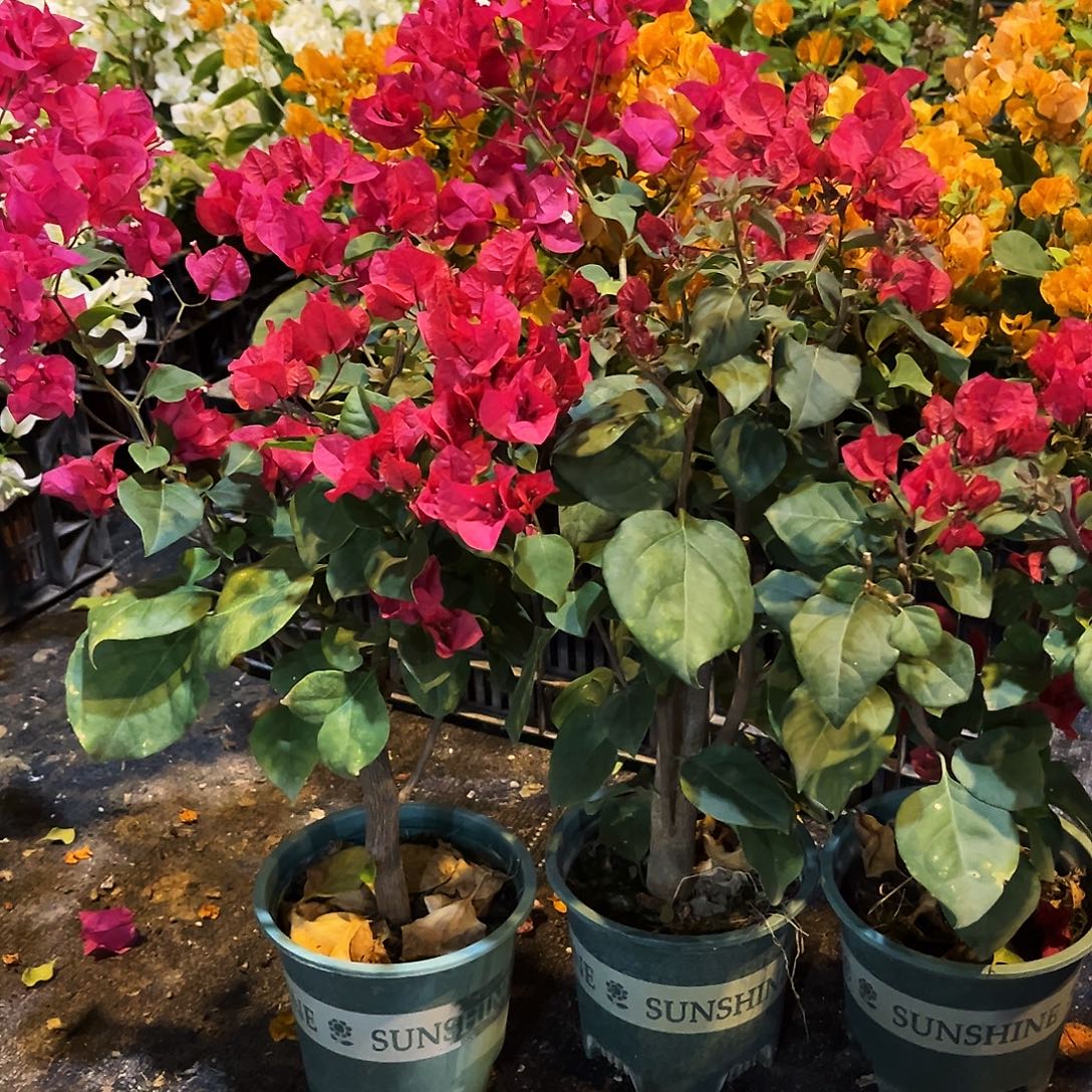 完全开放加州红掌中宝一颗