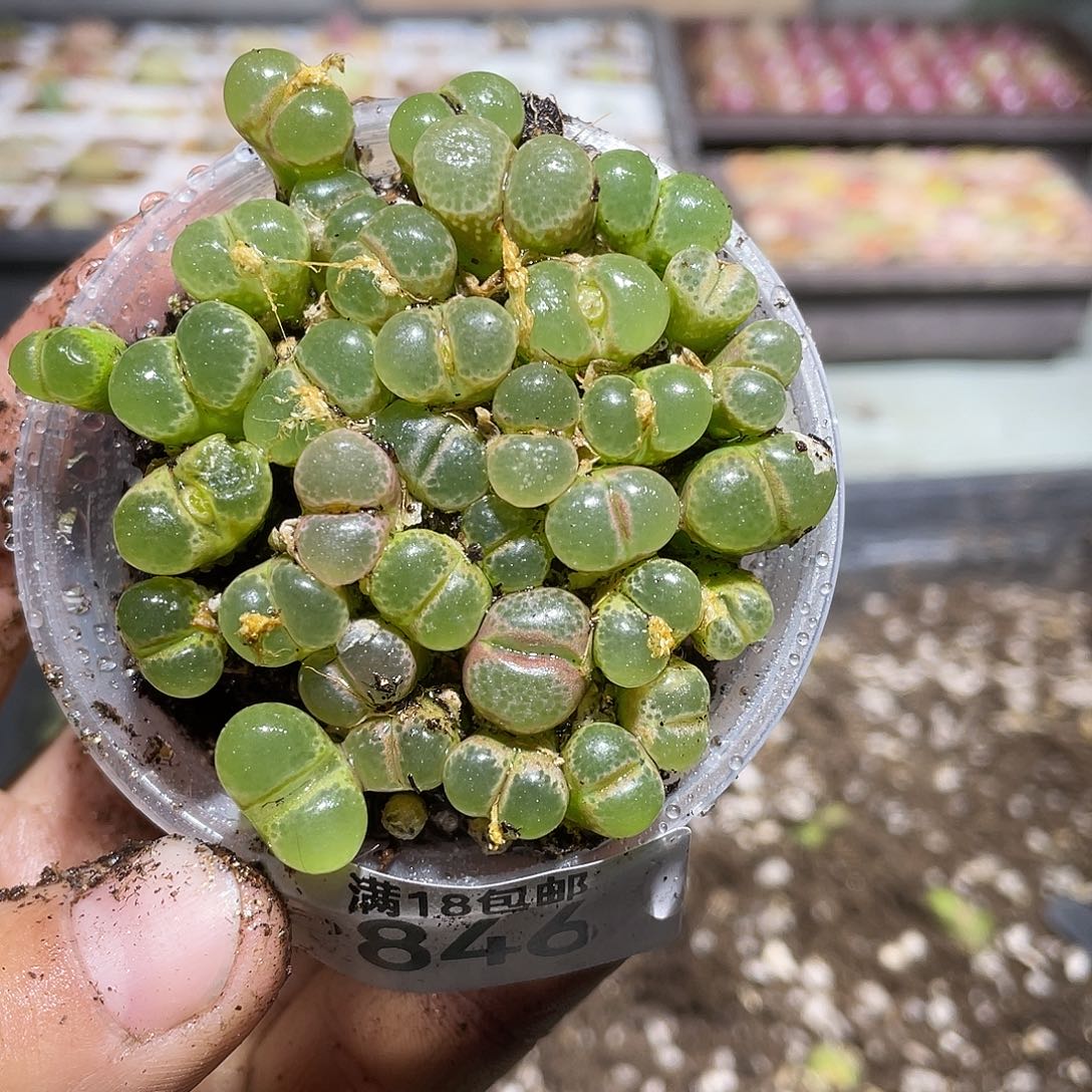 846当天凑满十八元包邮生石花