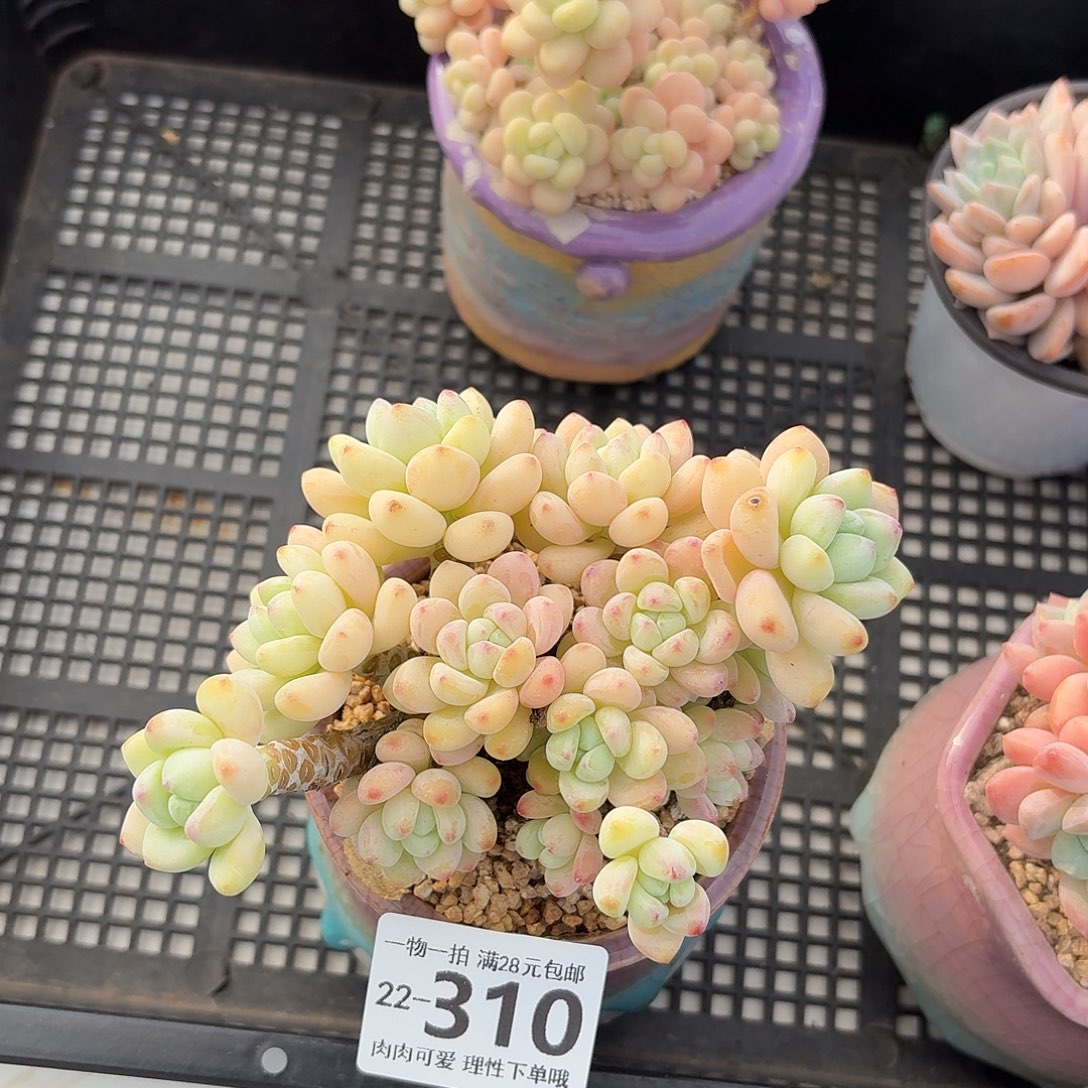 樱花罗琦无盆土发货