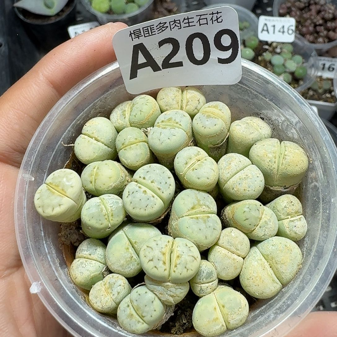 209多肉植物多肉植物