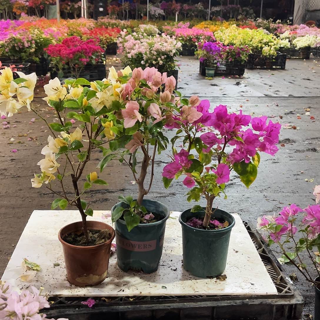 大部分花苞少量开放苏瓦娜，暗丽，金心双色