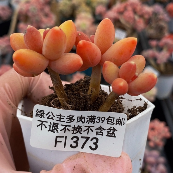 香蕉树6cm373多肉植物