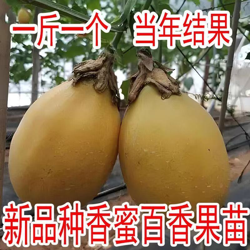 【顺丰包邮】新品种盆栽地栽大果纯甜无酸味百香果嫁接苗结果快好种
