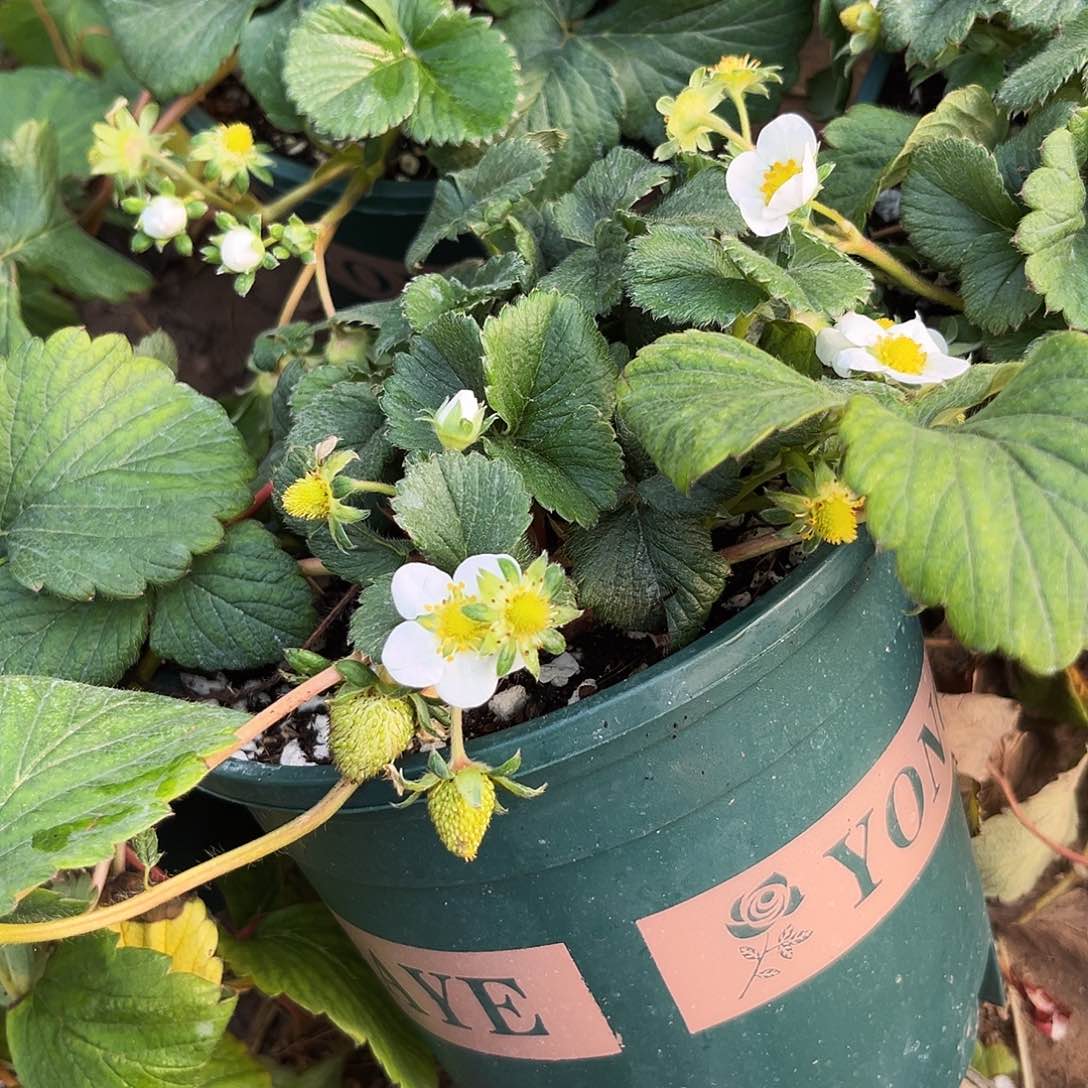 草莓金刚2盆1加仑盆栽