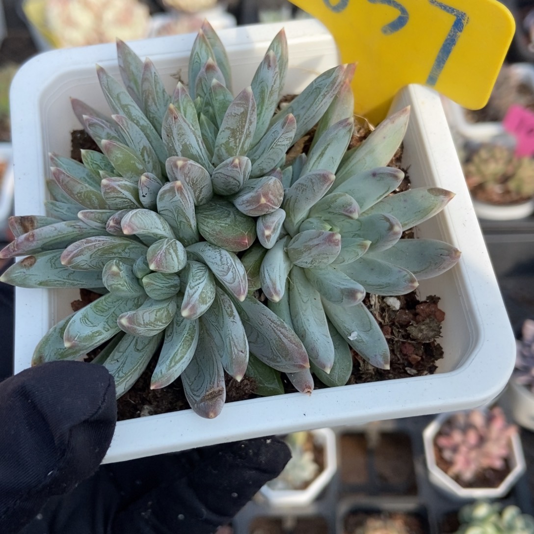 637水晶蟹爪多肉植物