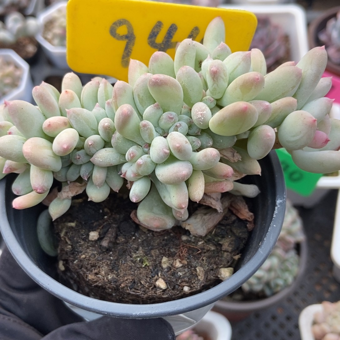 944糖豆奶缀多肉植物