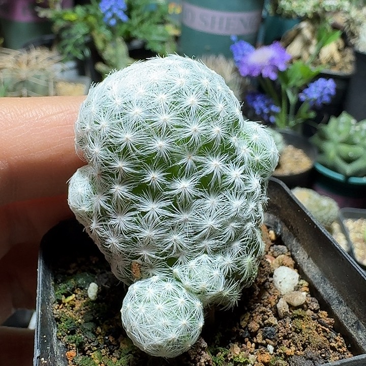 308姬春星脱土发货一个随机