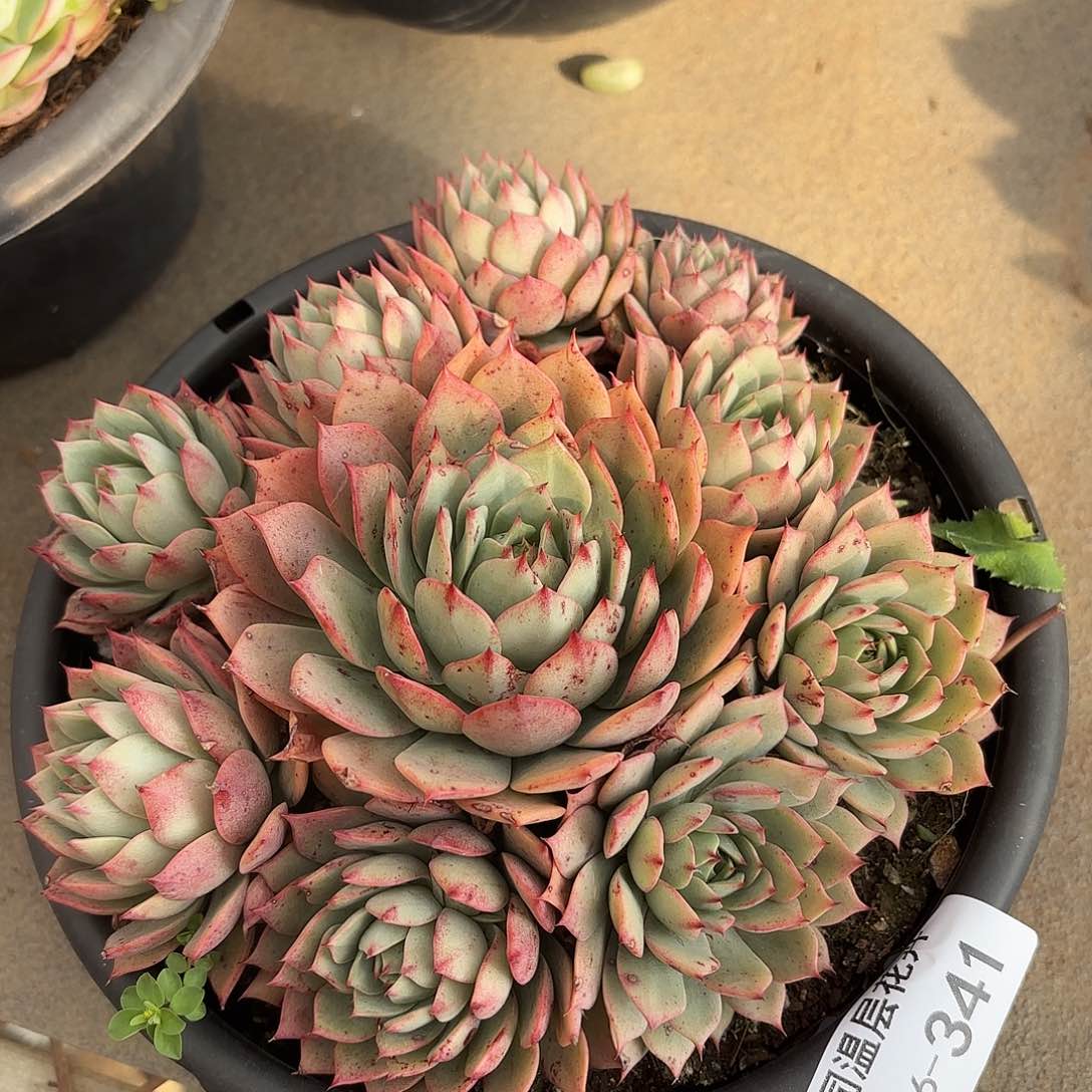 同温层多肉林杰安娜341