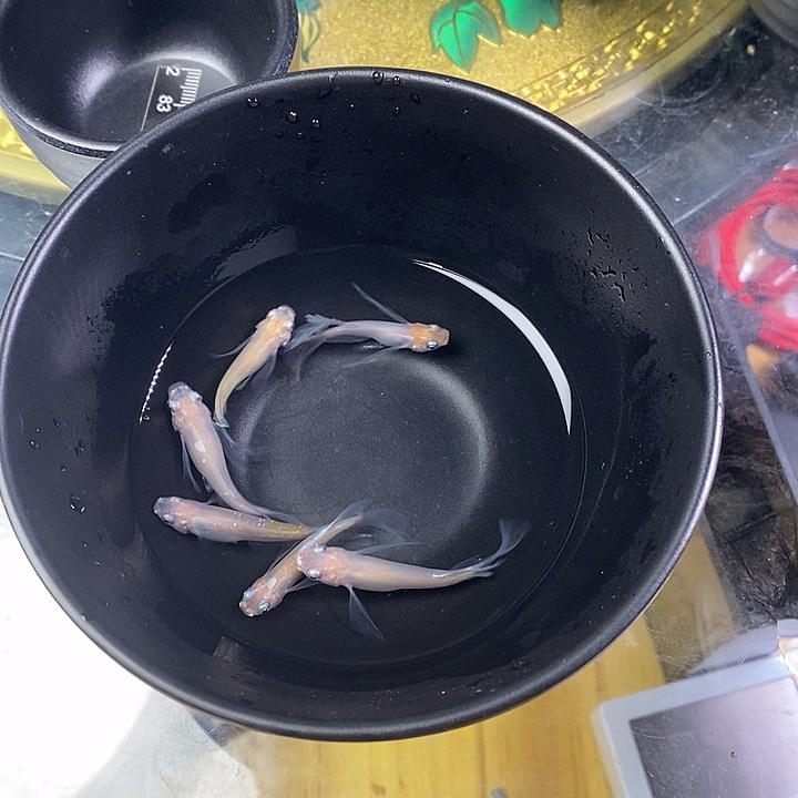青鳉鱼长鳍红白6号