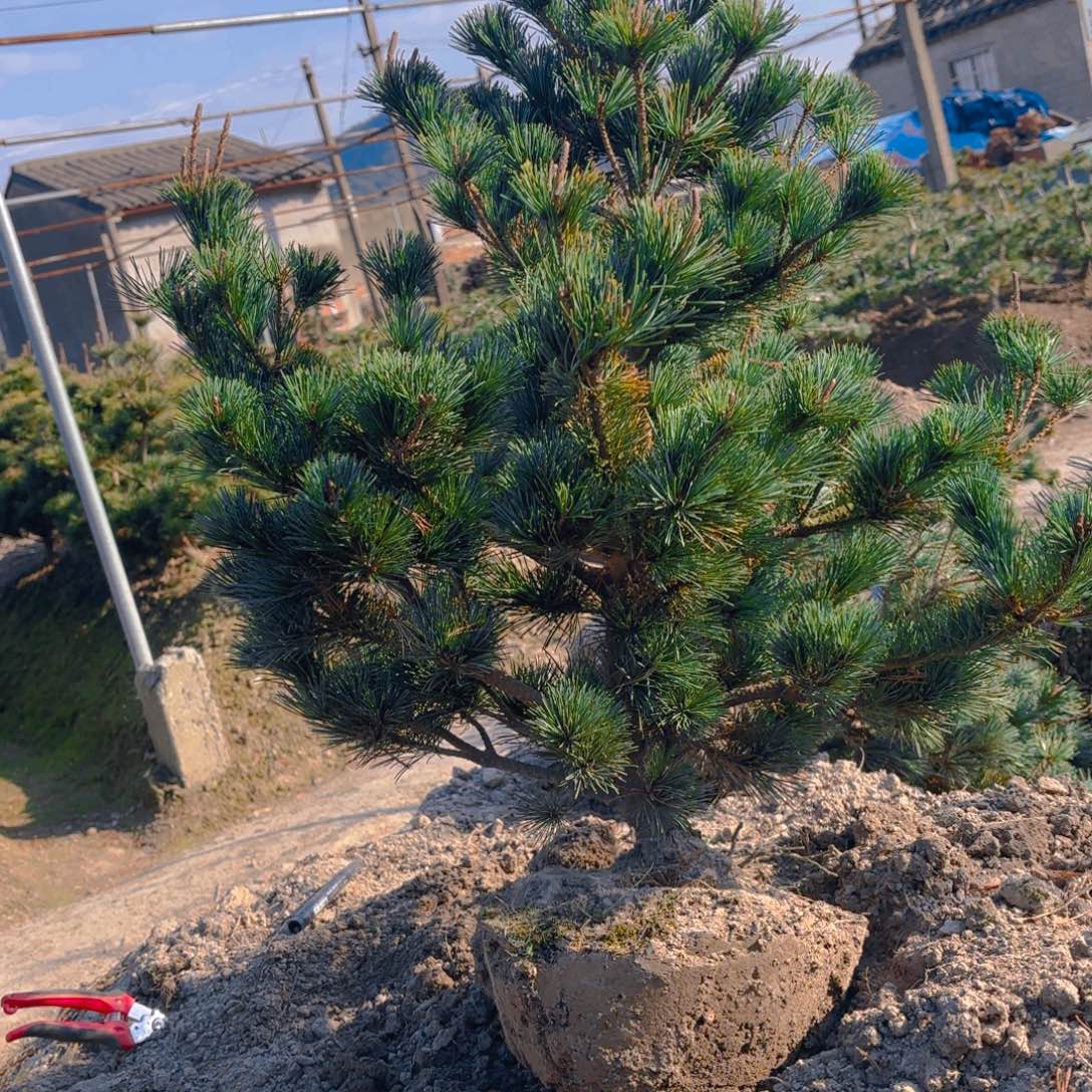 无花朵一对一闪购