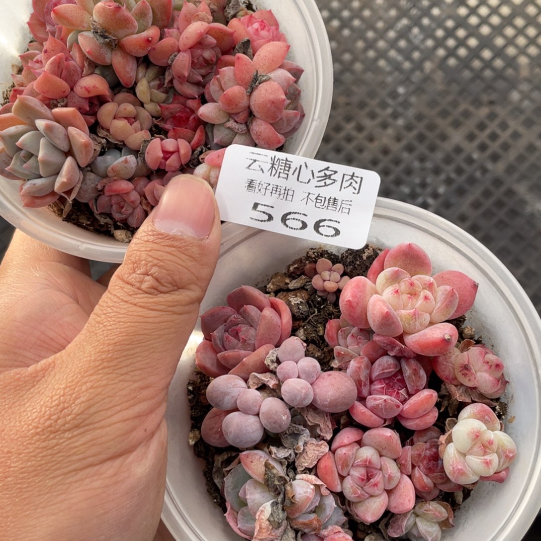 云糖心多肉植物566