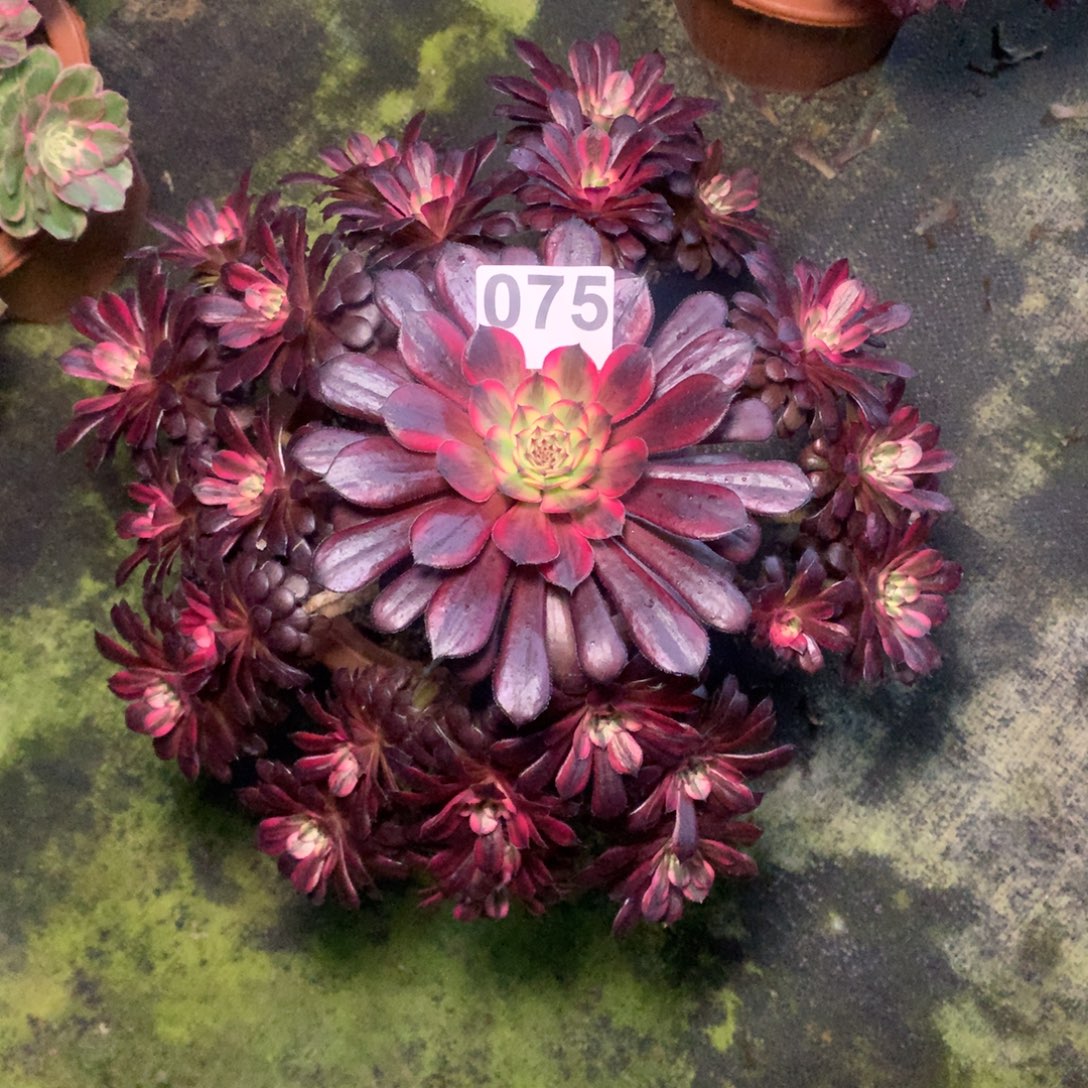 三***宝黑天鹅075法师多肉植物4300000