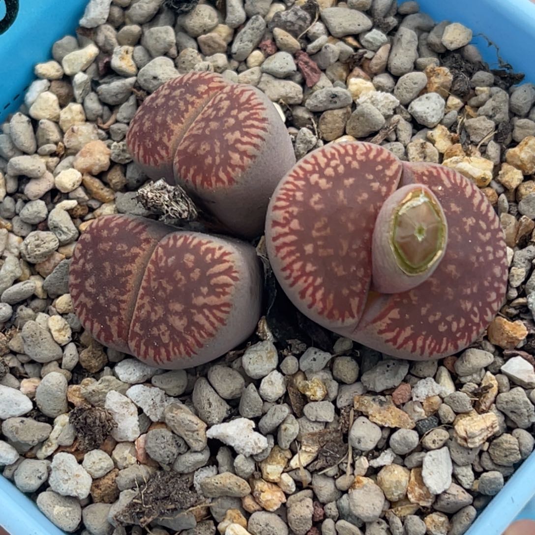 3933三头红流水群一颗