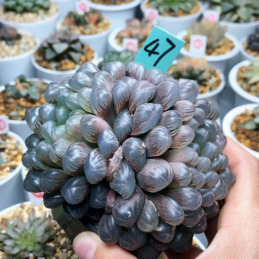 【闪购商品】47卜卜紫