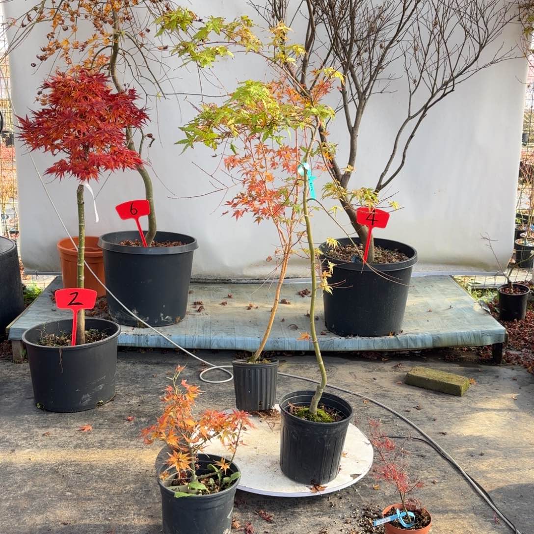 无花朵枫树6666666666