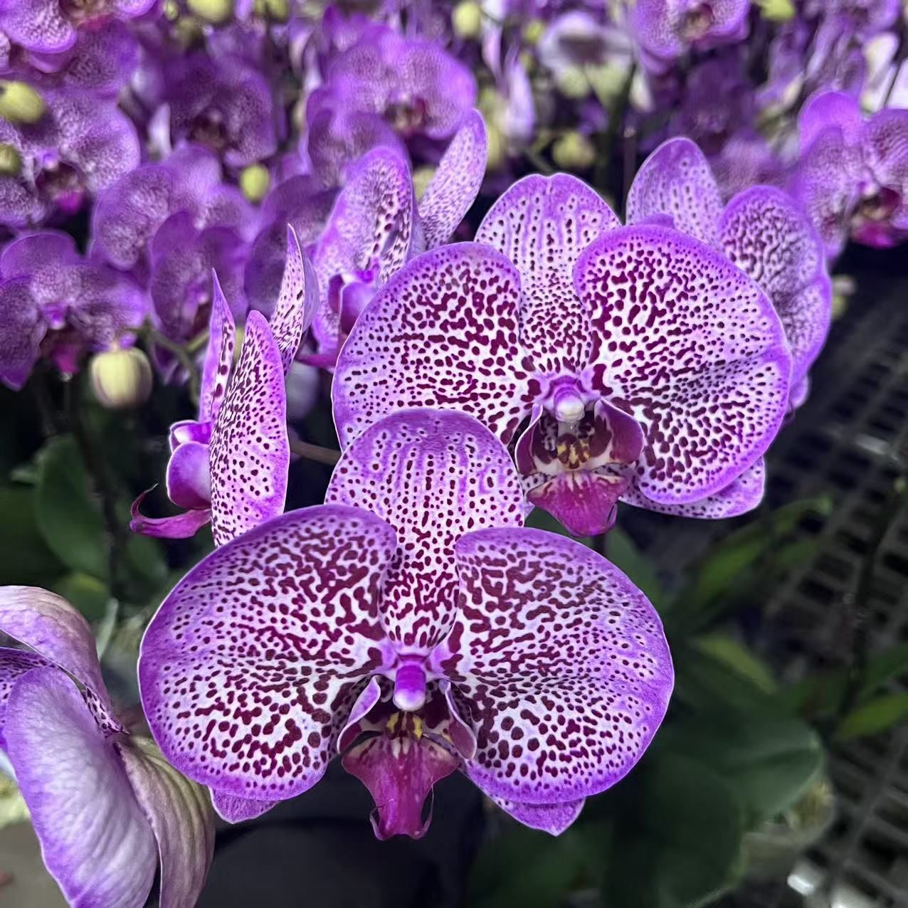 蝴蝶兰《发财猫》年宵花 新手好养 室内花花 广州直