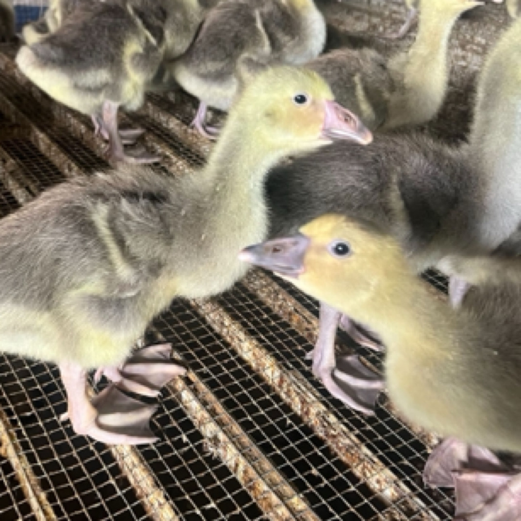 2斤左右鲜嫩朗德鹅肉（顺丰包邮）备注选公母