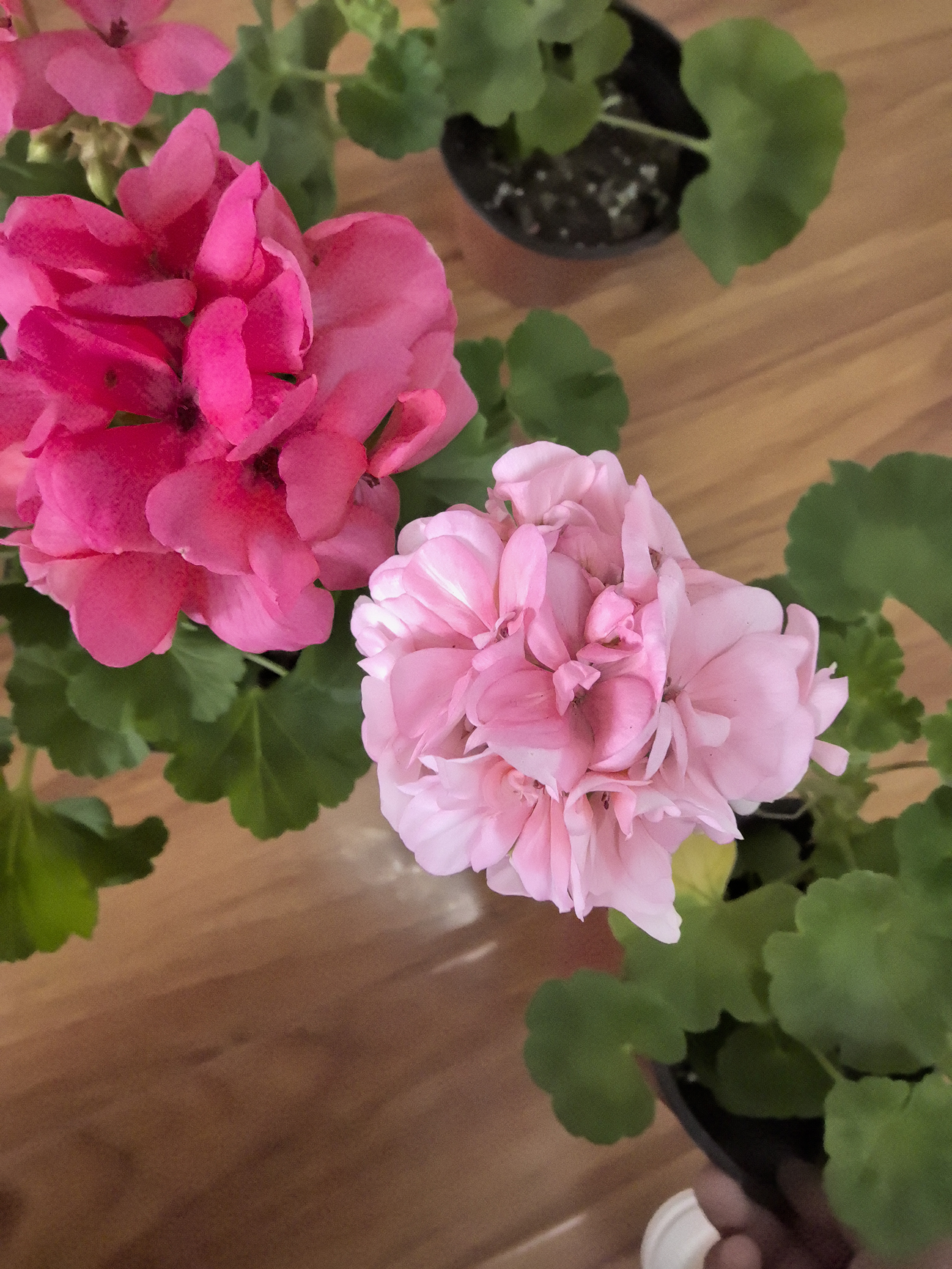 【火烈鸟（大苗）+兔子粉（小苗）】2颗天竺葵组合