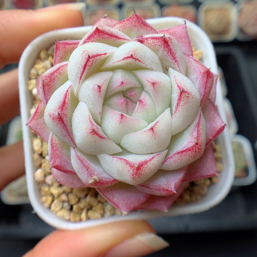 多肉植物。 女王21