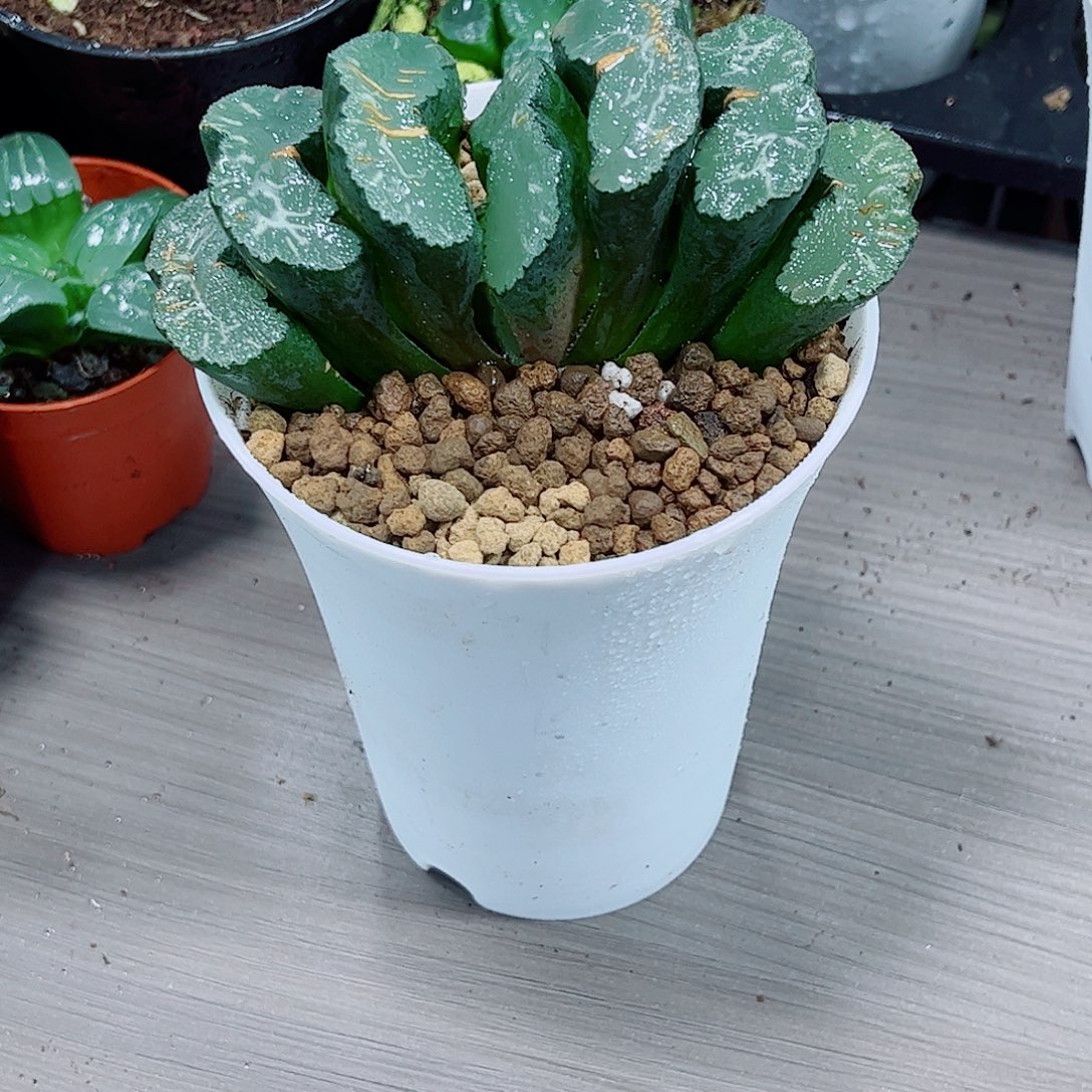 母本扇子一勿一拍